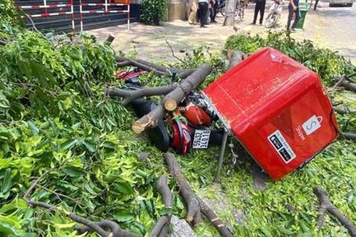 Trời không mưa gió, cành cây lớn rơi đè xe máy, xe đạp ở Sài Gòn