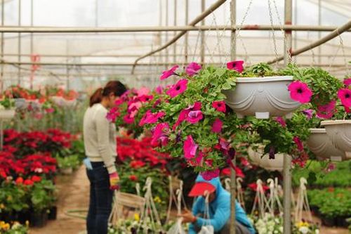 Vựa hoa, cây cảnh Văn Giang cực kỳ bắt mắt khiến khách tham quan ngắm mãi không chán
