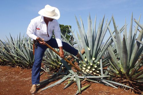Rượu Tequila được sản xuất như thế nào?