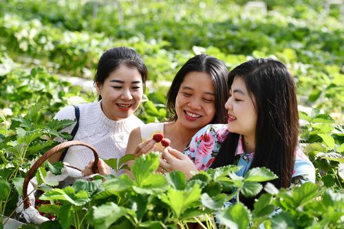 Khách du lịch 'tiến thoái lưỡng nan' vì dịch