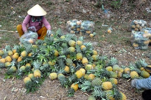 Mùa dứa... thơm
