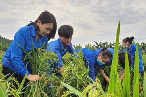 Thanh niên tình nguyện xuống ruộng giúp dân khắc phục lúa đổ do mưa lớn
