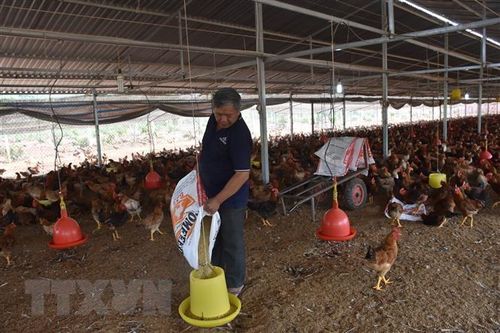 Tận dụng tối đa nguyên liệu trong nước để hạ giá thức ăn chăn nuôi
