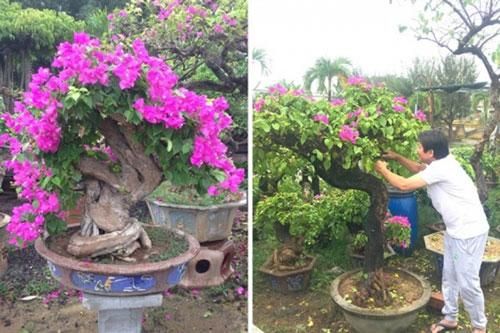 Mẹo trồng hoa giấy lâu tàn, rộ hoa quanh năm