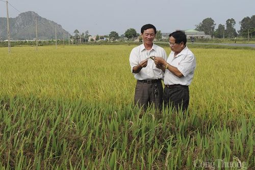 Người cựu binh và giống lúa thuần Việt