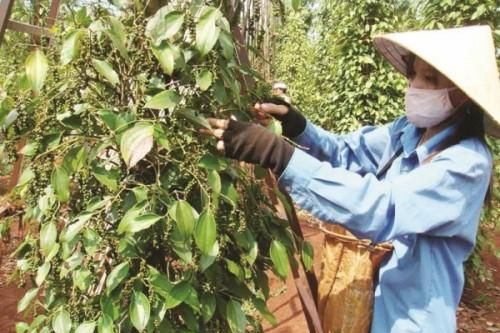 Nông sản Việt tăng giá và tăng tiềm năng xuất khẩu nhờ áp dụng công nghệ chế biến