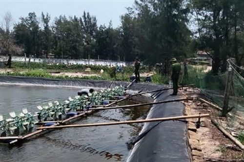 Điều tra nghi án hơn 1 triệu con tôm giống bị đầu độc