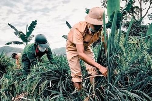 Ngày nghỉ lễ bận rộn giúp dân cứu lúa