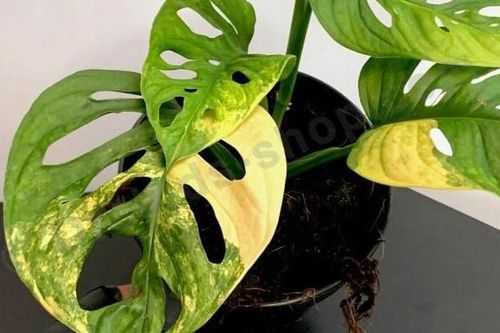 Cây kiểng đột biến đội giá gấp trăm lần