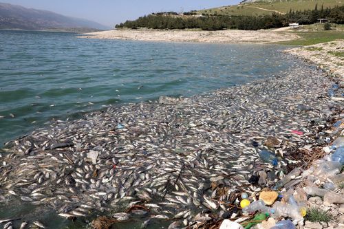 40 tấn cá chết dạt vào hồ Qaraoun