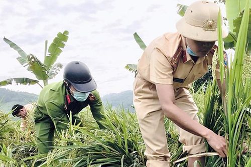 Thiên tai, dịch bệnh ảnh hưởng cây trồng, vật nuôi