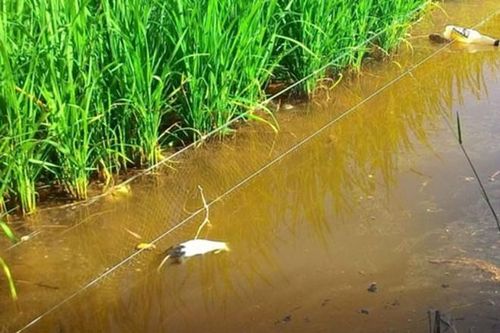 Cảnh báo nguy hiểm từ việc sử dụng bẫy điện để diệt chuột