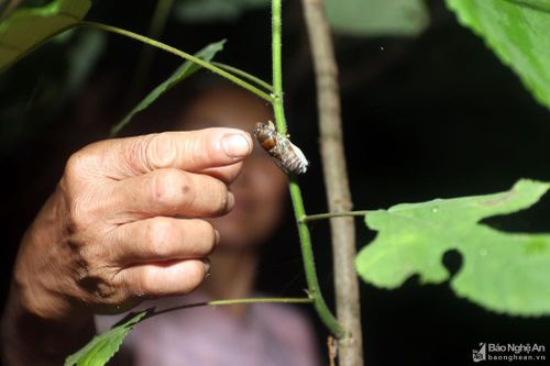 Trắng đêm săn ve sầu đầu mùa ở vùng cao Nghệ An