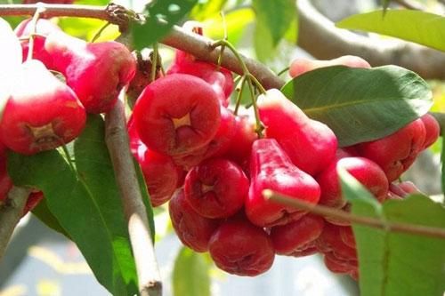Tác dụng 'diệu kỳ' của quả roi đối với sức khỏe, ai không biết tiếc hùi hụi