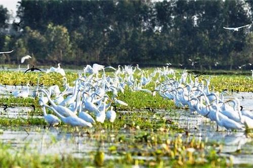 Khôi phục hệ sinh thái đang bị suy thoái ở Đồng bằng sông Cửu Long