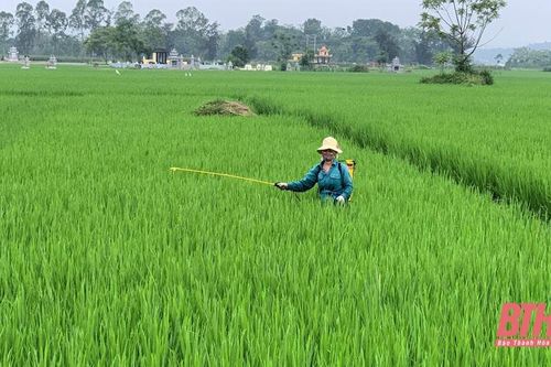 Tập trung chăm sóc, bảo vệ cây trồng cuối vụ