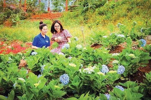 'Tiểu Đà Lạt' tại thị trấn Khe Sanh