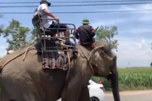 Nhiều người bức xúc khi voi Tây Nguyên bị vắt kiệt sức, oằn lưng chở du khách