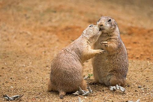 Loài cầy có thói quen 'ôm hôn thắm thiết' giống hệt con người