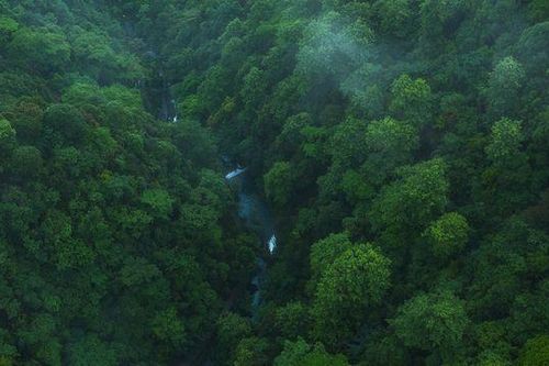 'Lá phổi của Trái đất' đang kêu cứu! Rừng nhiệt đới Amazon thải ra nhiều CO2 hơn lượng hấp thụ