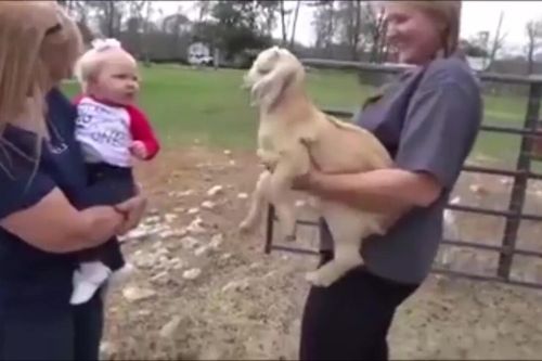 Clip: Em bé nói chuyện với dê con bằng tiếng của loài dê
