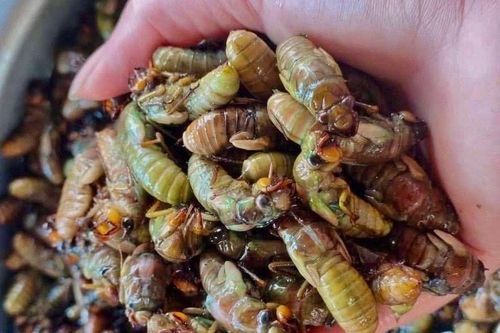 Gần nửa triệu đồng một kg nhộng ve sầu
