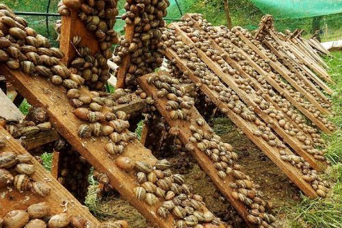 Kỹ thuật nuôi và thu hoạch ốc quy mô lớn ở Ukraine