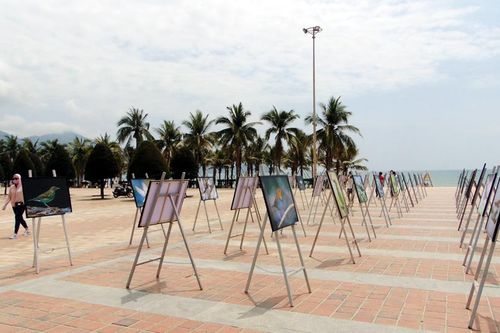 Triển lãm ảnh 'Cánh chim Sơn Trà'