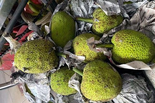 Quả lạ miền Tây tràn ra Hà Nội: Ngoài trông như mít, trong lại giống khoai