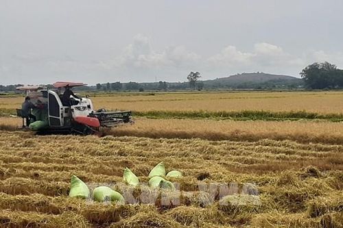 Nông dân được mùa lúa Đông Xuân