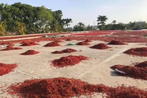 Giá ớt giảm gần 40 lần chỉ trong vài tháng, nông dân trắng tay dù năng suất tăng mạnh