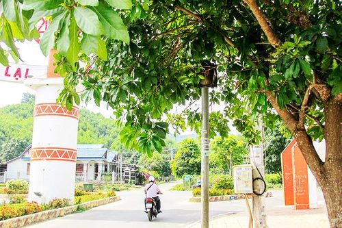 Biển báo, đèn tín hiệu giao thông bị tán cây che khuất