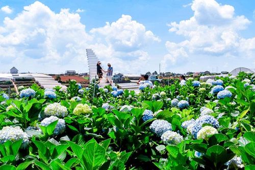 Hành trình mới của hoa Đà Lạt