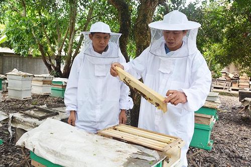 Nhân rộng các mô hình phát triển sản xuất dưới tán rừng