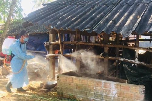 Nguy cơ lây lan bệnh viêm da nổi cục trên trâu, bò tại Quảng Ngãi