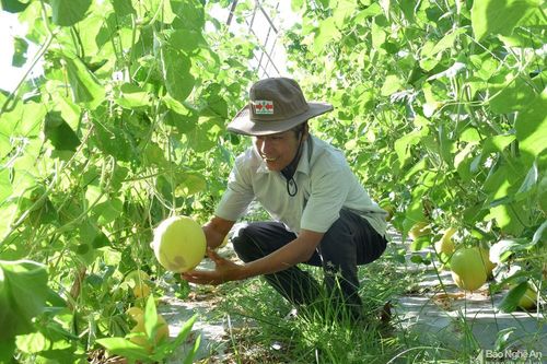 Nghệ An: 20 xã phấn đấu về đích nông thôn mới nâng cao