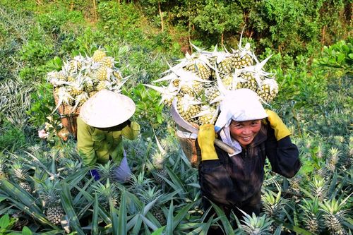 Nghệ An: Dứa được mùa, giá cao gần gấp đôi năm trước