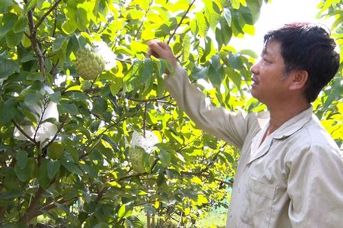 Phú Tân qua 2 năm thực hiện chuyển đổi cơ cấu cây trồng