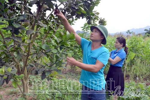 Liên kết trồng cây ăn quả ở Mường Mươn