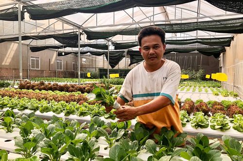 Chư Păh phát triển nông nghiệp ứng dụng công nghệ cao