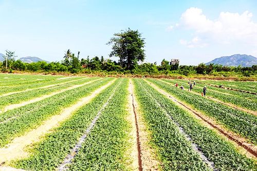 Khô khốc trên cánh đồng Suối Lau