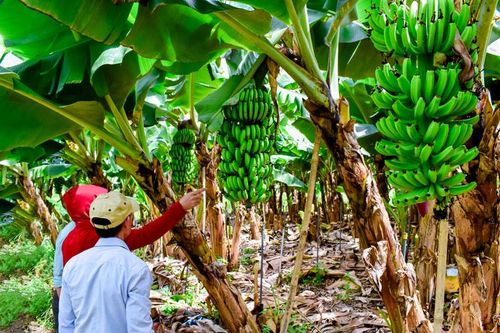 Giải pháp phát triển cây ăn trái chủ lực ở Lâm Đồng