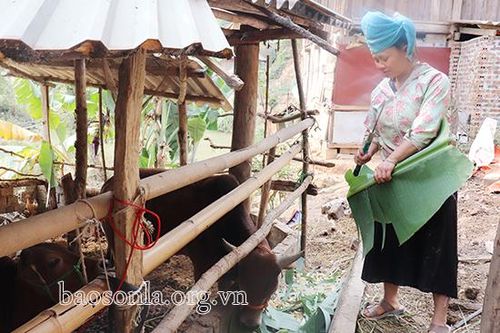 Thu nhập gần 300 triệu đồng từ mô hình nuôi bò nhốt chuồng