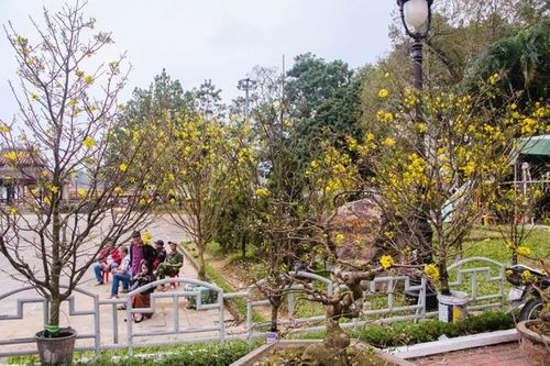 Xây dựng Thừa Thiên - Huế trở thành xứ sở mai vàng của Việt Nam
