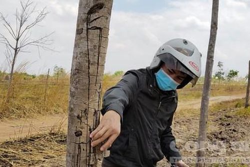 Gia Lai: Cao su 'chết yểu' tại dự án chuyển đổi rừng nghèo