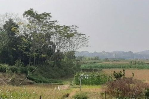 Người đàn ông chết ngoài cánh đồng