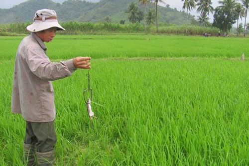 Thái Bình: Vướng phải dây điện trần bẫy chuột trên đồng, một nam thanh niên tử vong