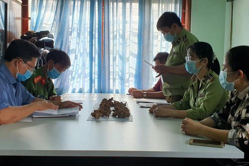 Tiêu hủy tang vật lá và củ hình dáng giống sâm Ngọc Linh