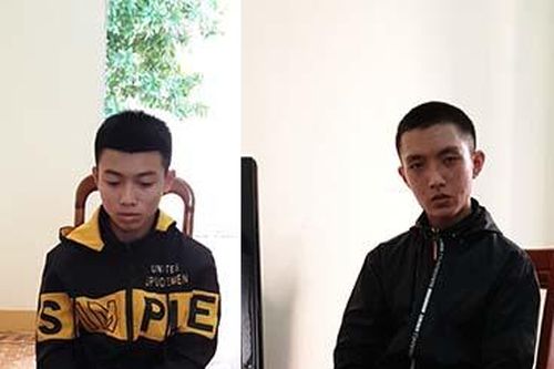 'Đạo chích' nhí sa lưới