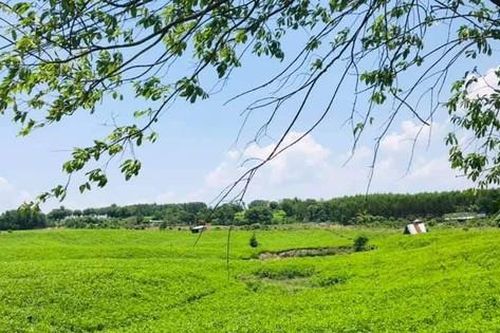Thú vị tọa đàm 'Hiểu về trồng rừng giữ nước'